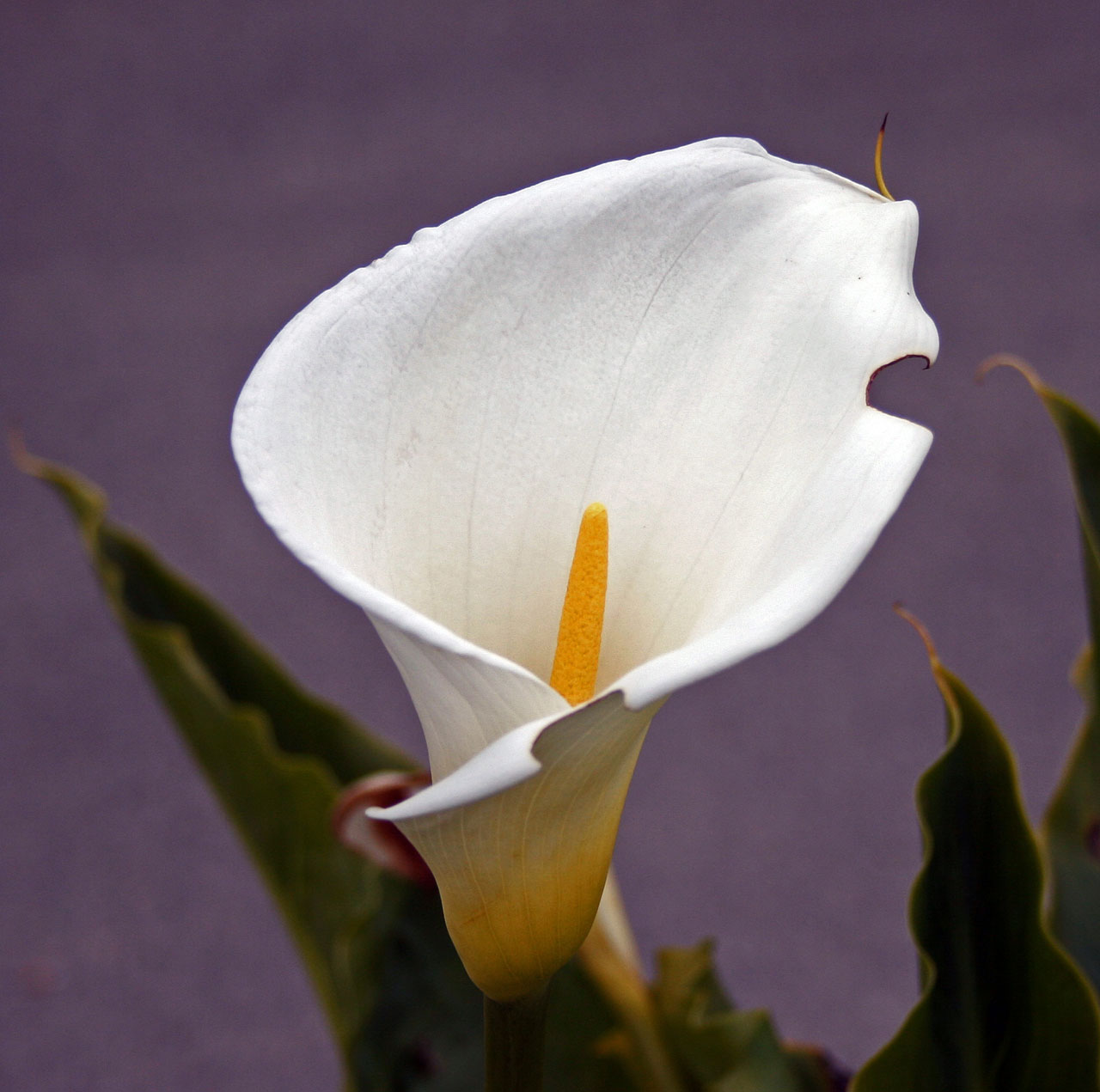 lily lilly flower free photo