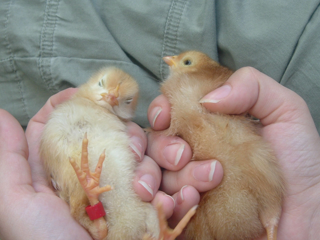 Как определить пол цыпленка по крыльям. Цыплята. Новорожденный цыпленок. Пол суточного цыпленка. Недельные цыплята.