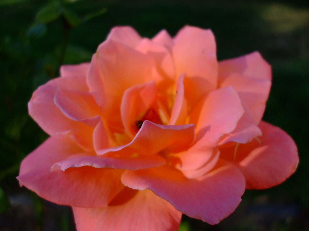 elegant rose lighting free photo