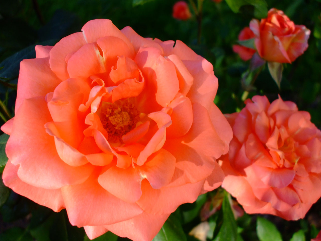 coral rose roses free photo