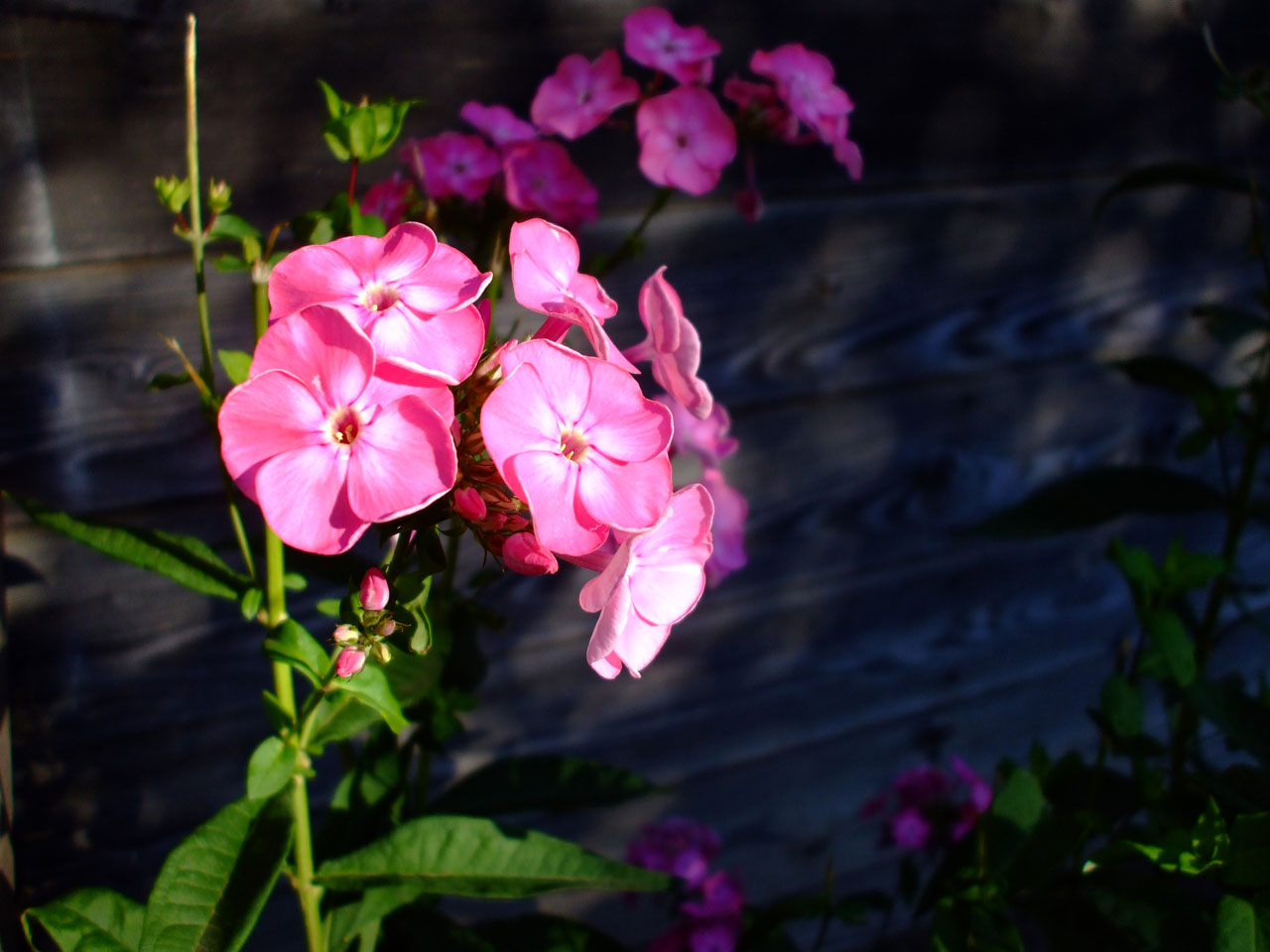 pink flowers flower free photo