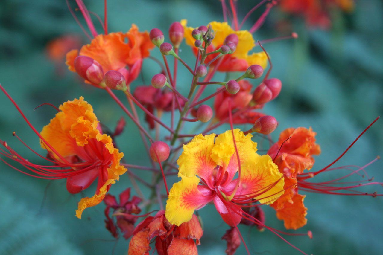 flowers desert desert blooms free photo