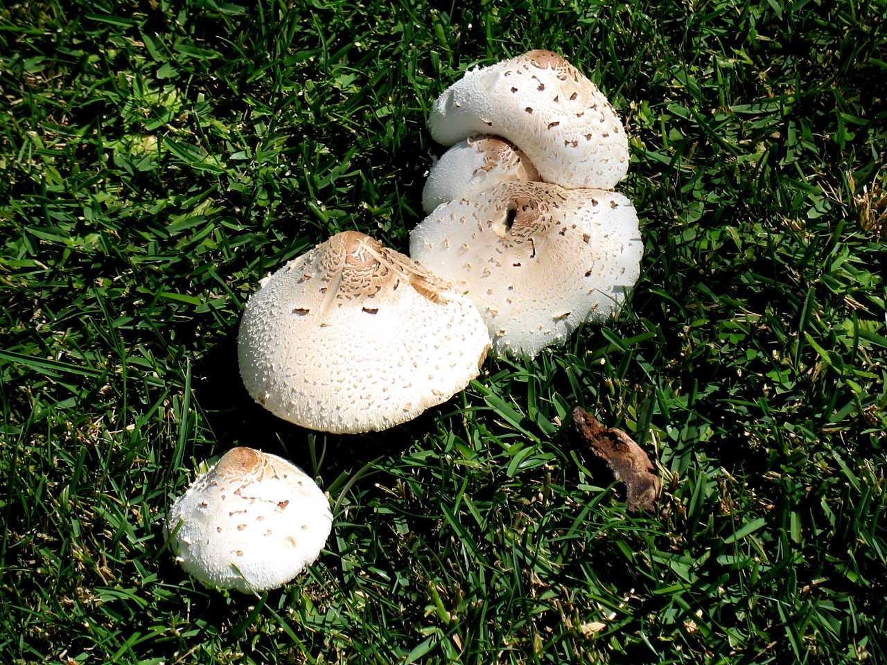 toadstools mushroom fungi free photo