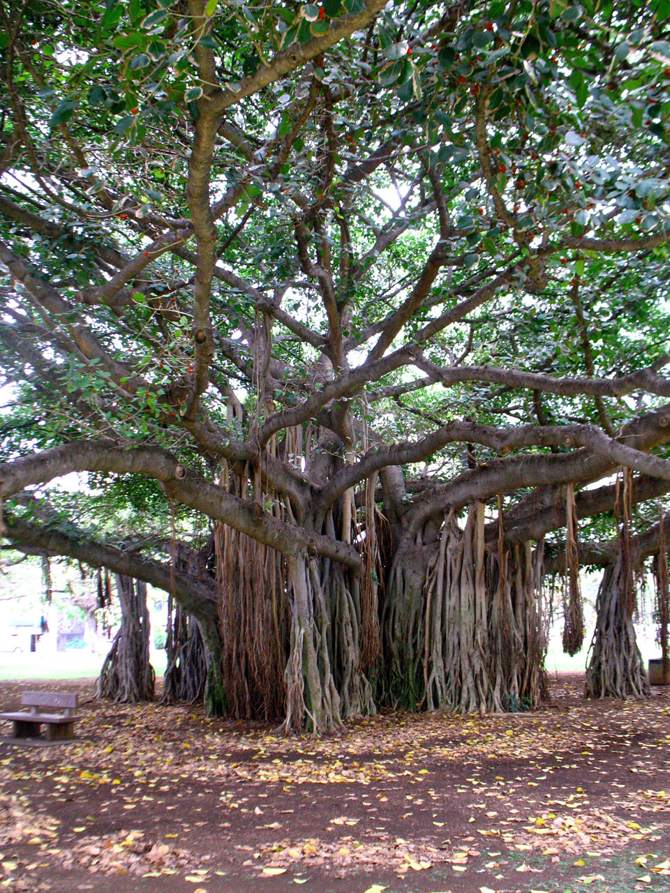 banyan tree waikiki free photo