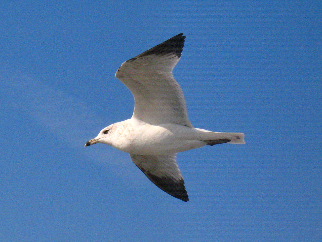 seagull bird nature free photo