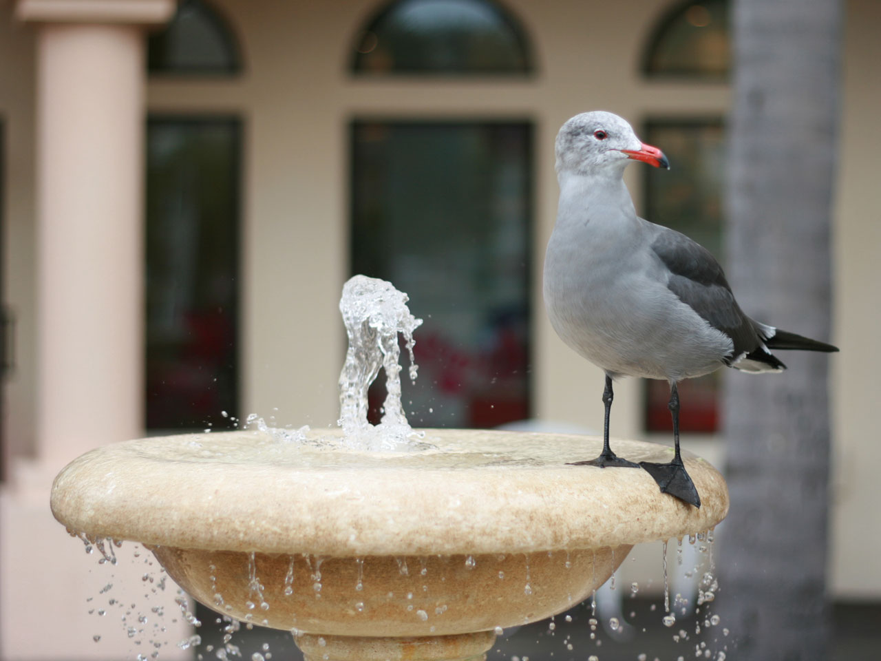 seagull bird nature free photo