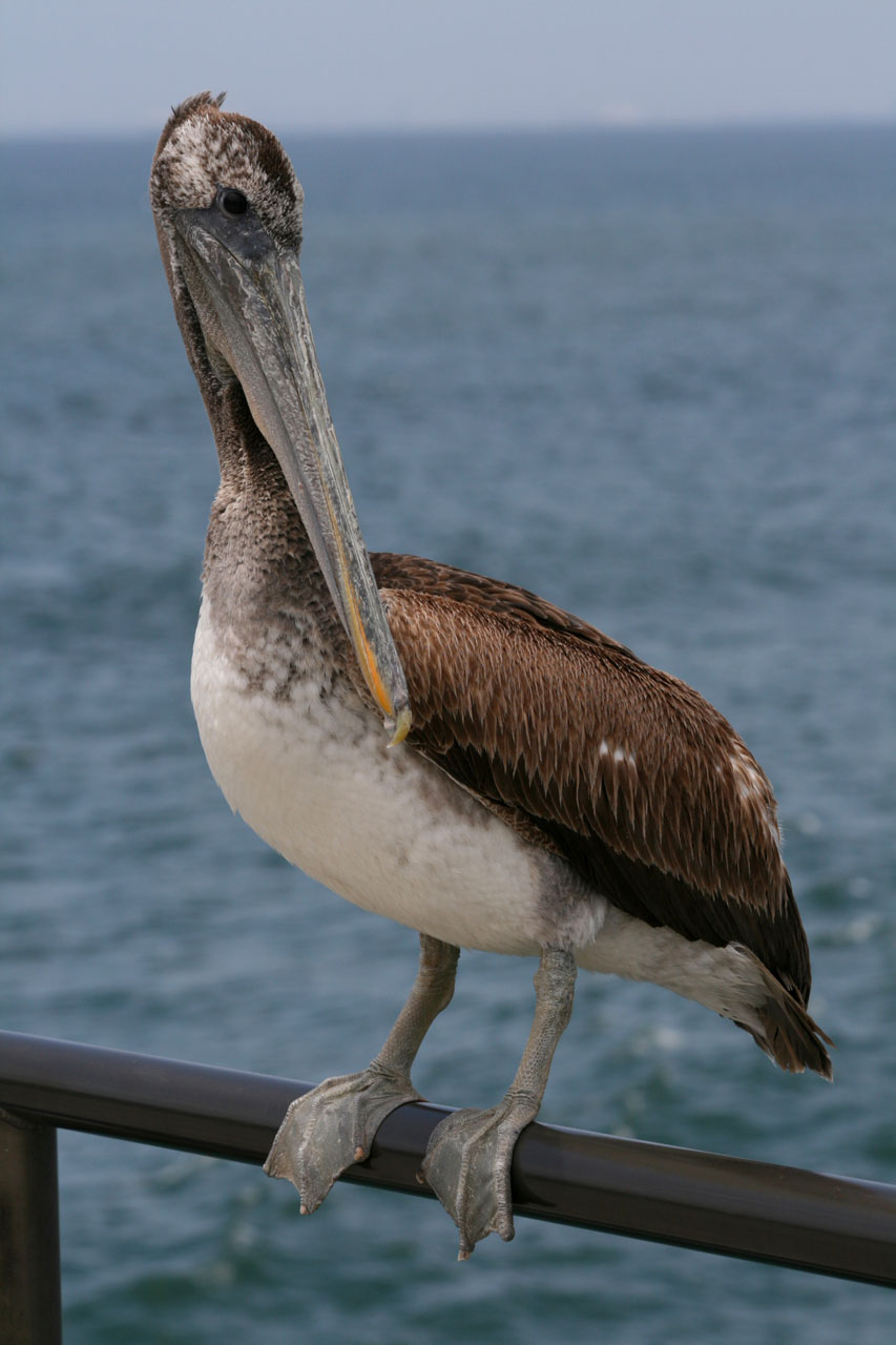 pelican bird nature free photo