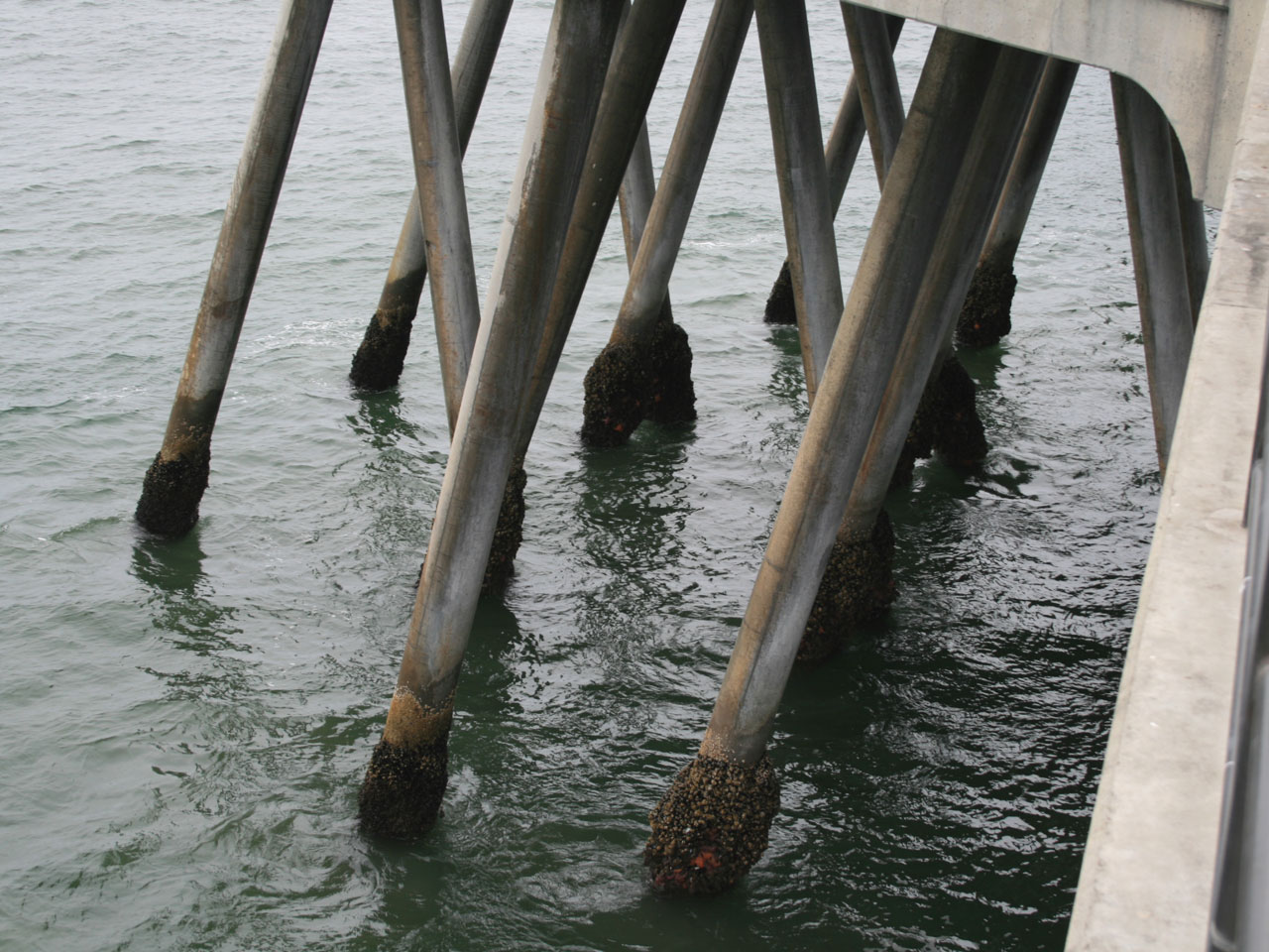 pier pilings barnacles free photo