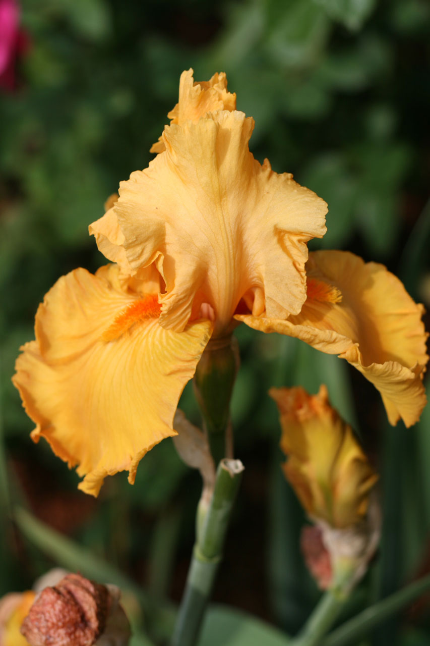 iris flower plant free photo