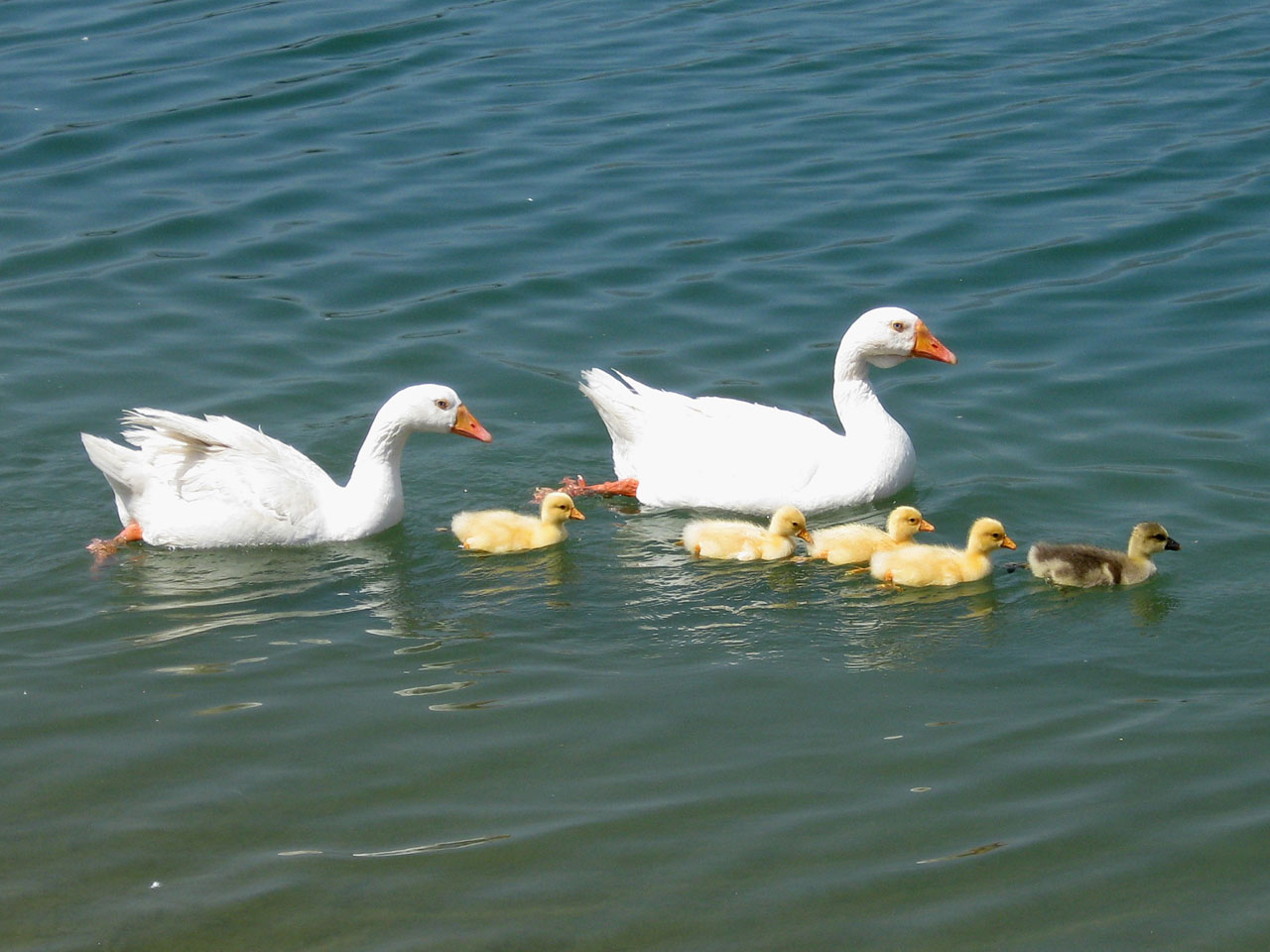 goose geese gosling free photo