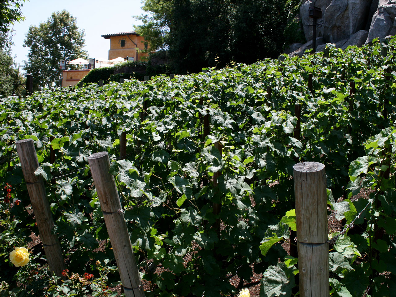 vineyard grapevines grapes free photo