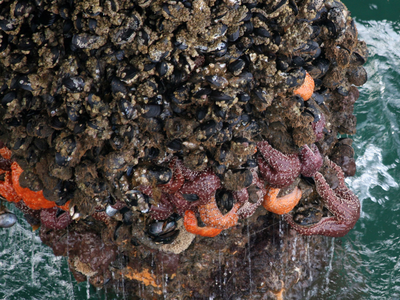 barnacle starfish pier free photo