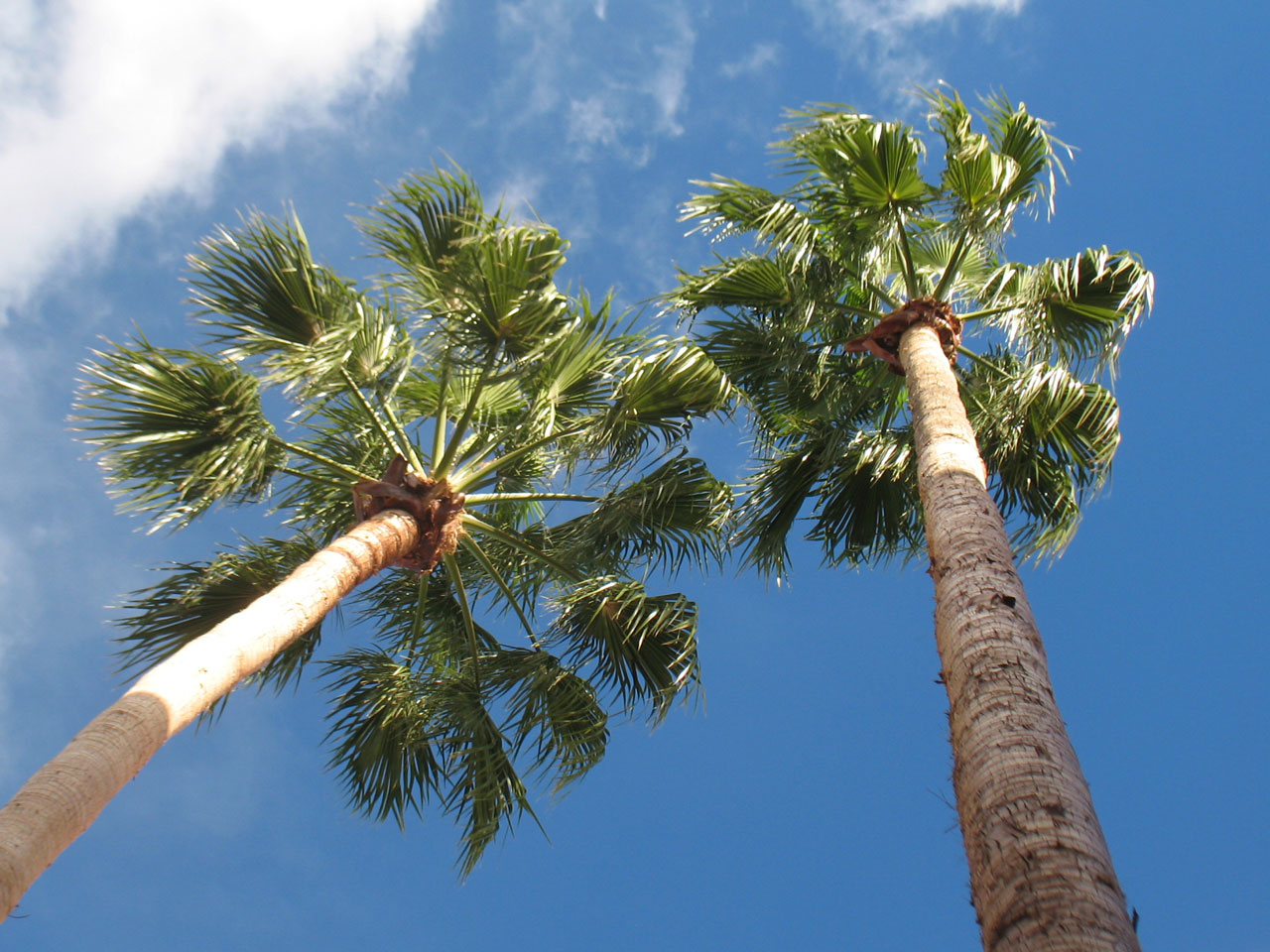 fan palm tree free photo