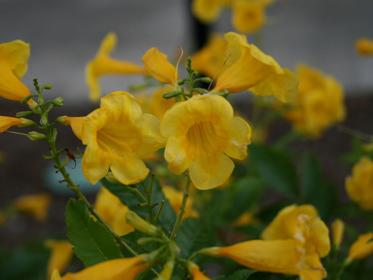 flower plant nature free photo