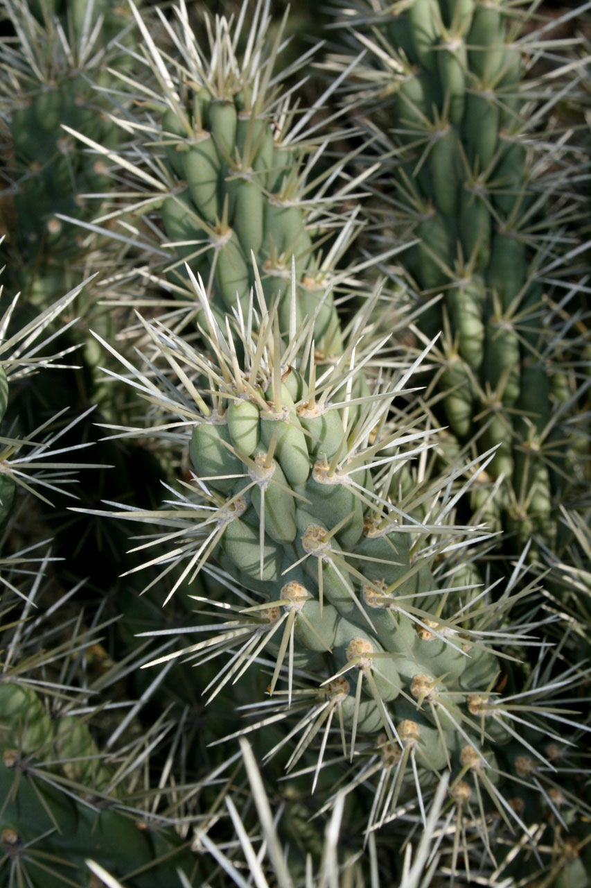 cactus plant nature free photo