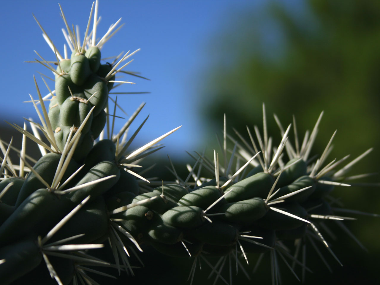 cholla cactus plant free photo