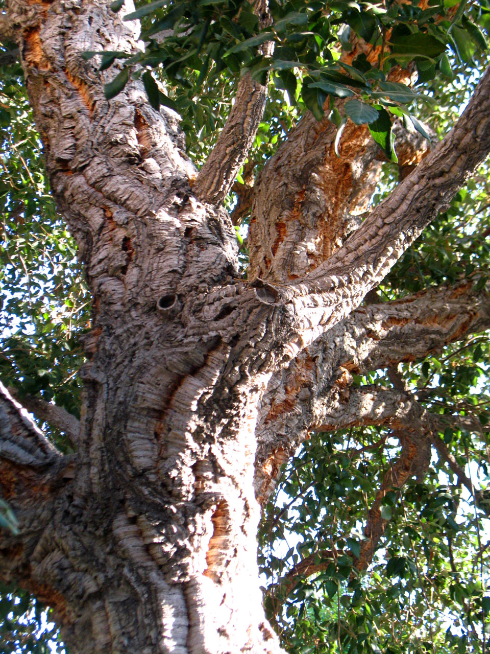 cork oak tree free photo