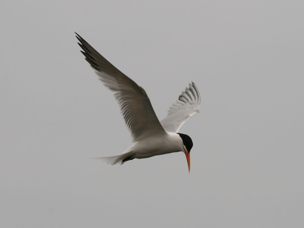 tern bird nature free photo