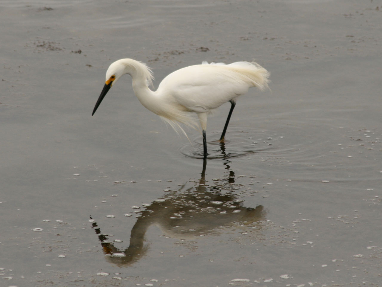 egret bird nature free photo