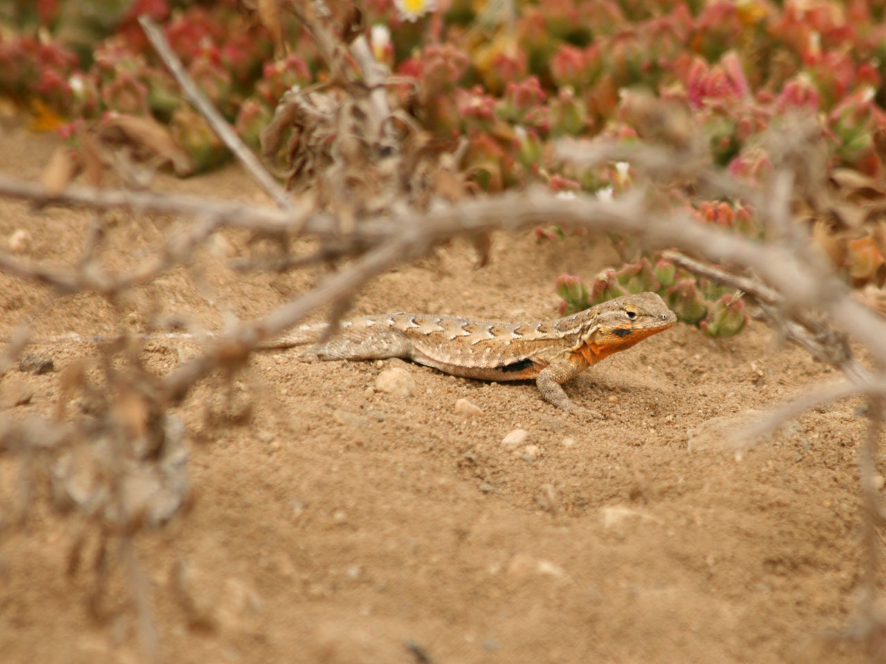 Красивые ящерицы в природе. Болотная ящерица в природе. Следы ящерицы. Desert Lizard.