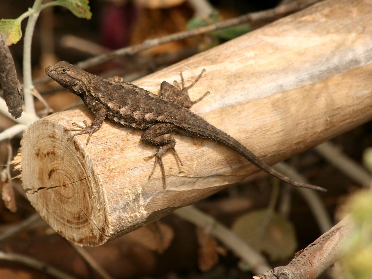 lizard reptile nature free photo