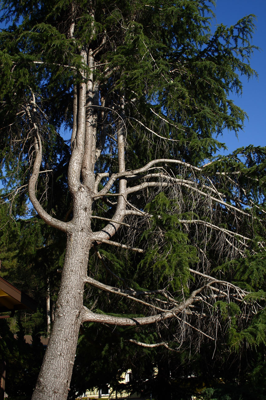 pine tree nature free photo