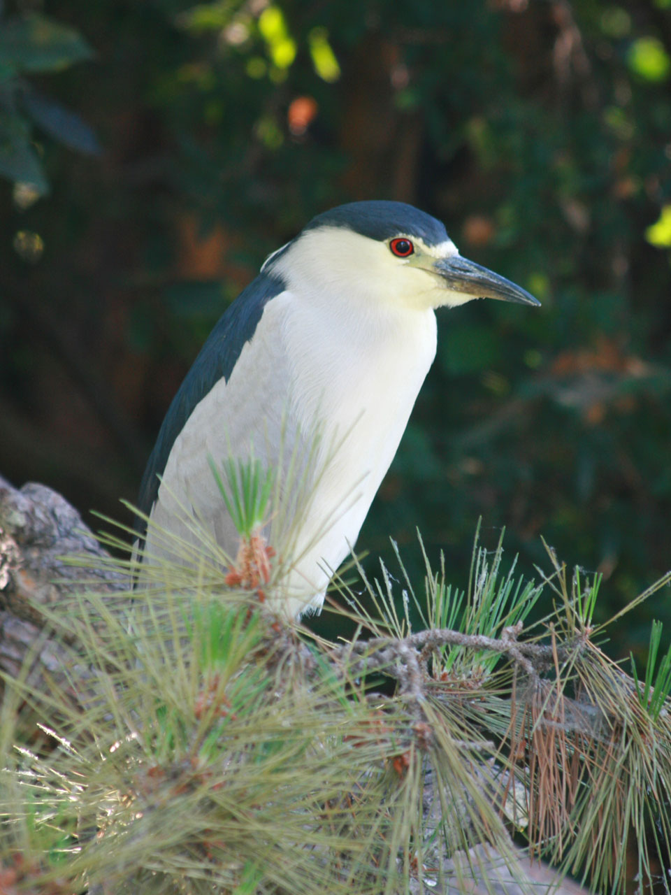 heron bird nature free photo