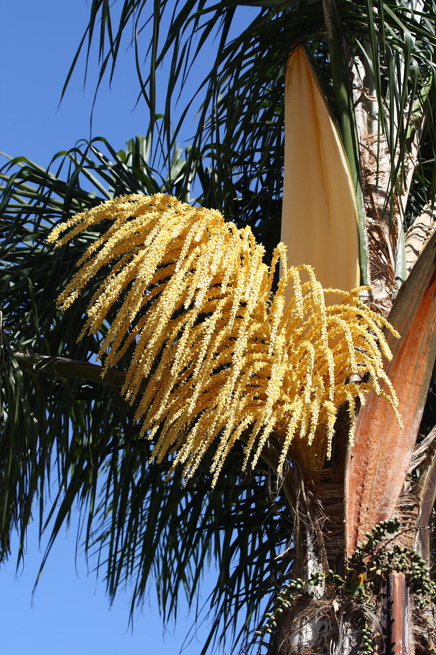 queen palm tree free photo