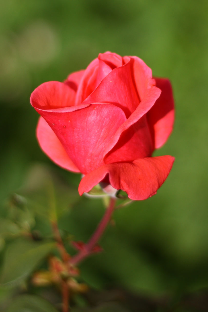 rose bloom flower free photo