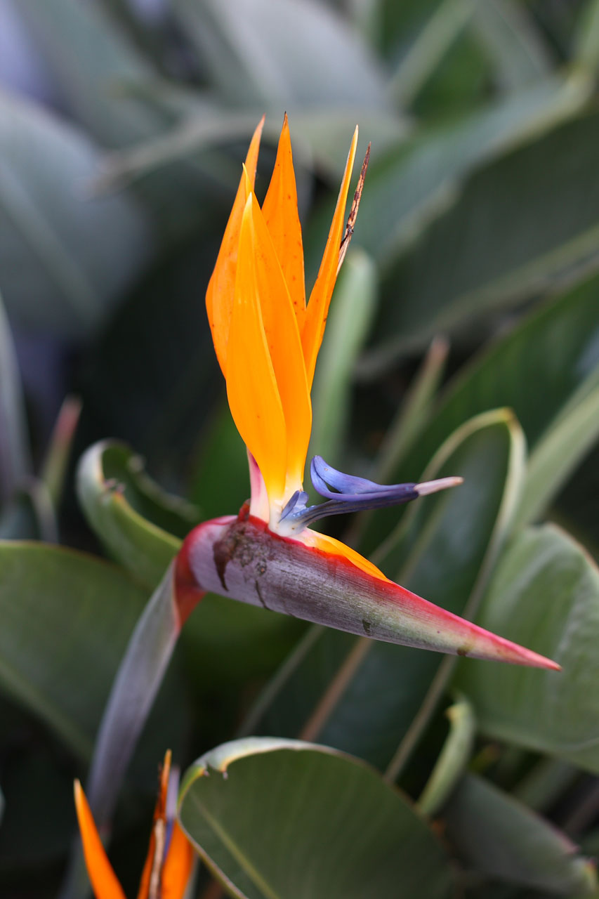 bird paradise bloom free photo