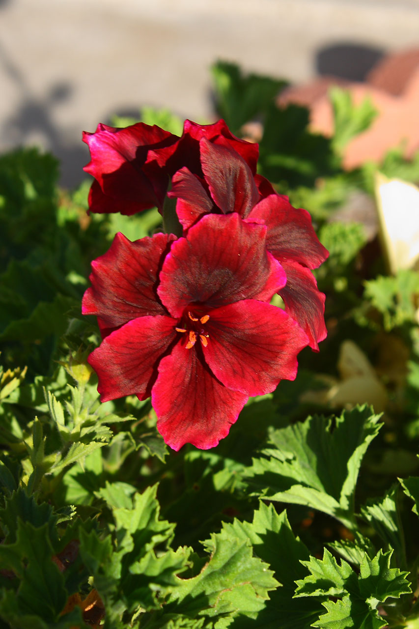 geranium flower bloom free photo