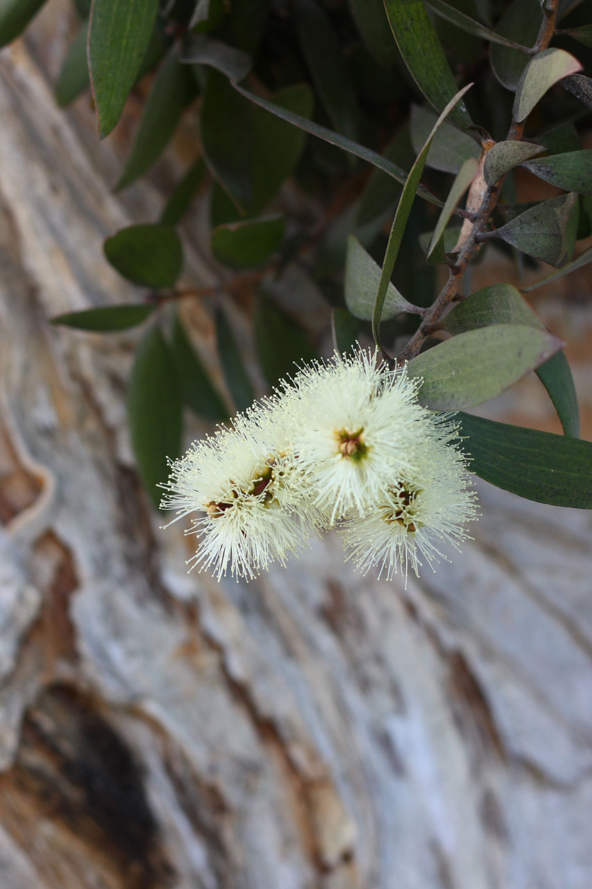 melaleuca ti tree free photo