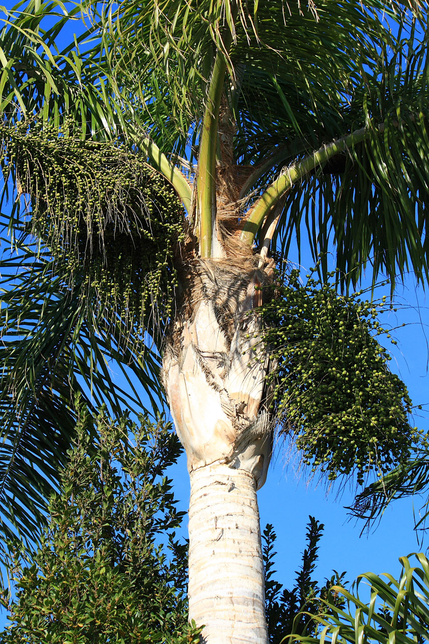 king palm tree free photo