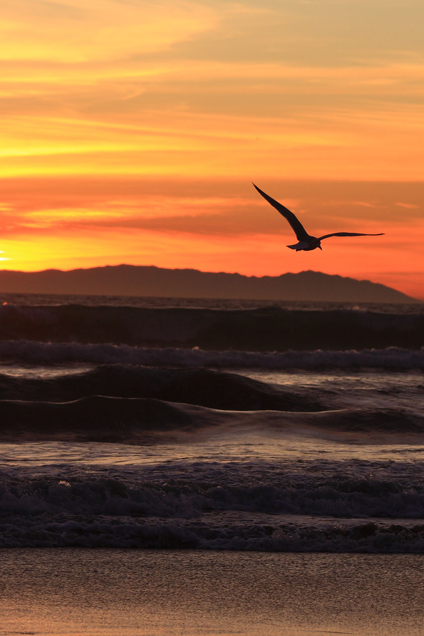 sunset california pacific free photo