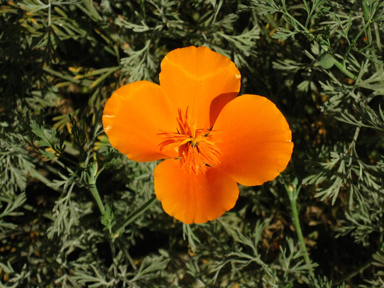 poppy wildflower flower free photo