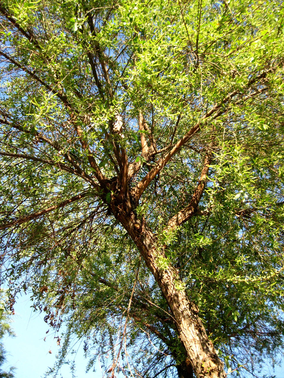 tree willow california free photo