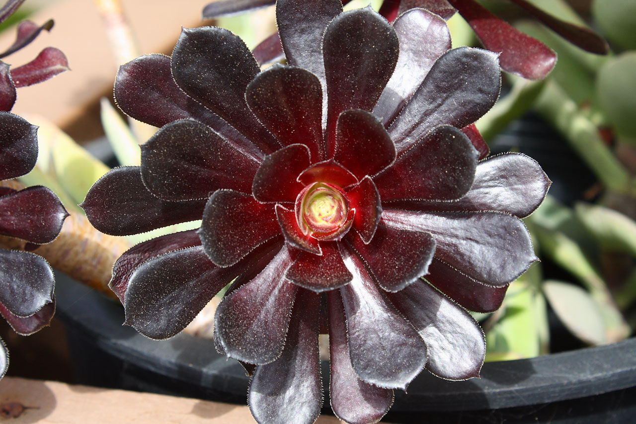 aeonium succulent plant free photo