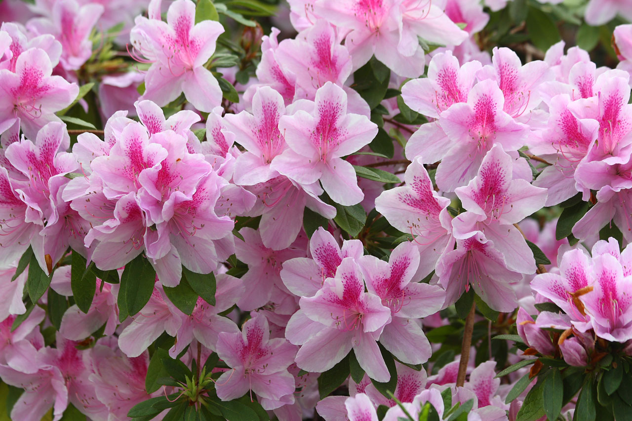 azalea rhododendron flower free photo