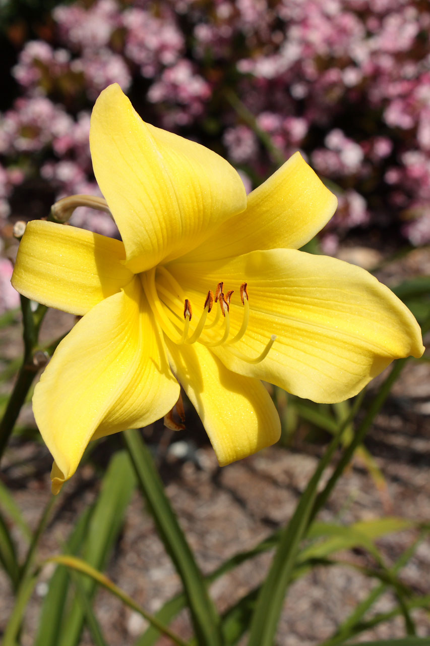 lily liliaceae lilium free photo