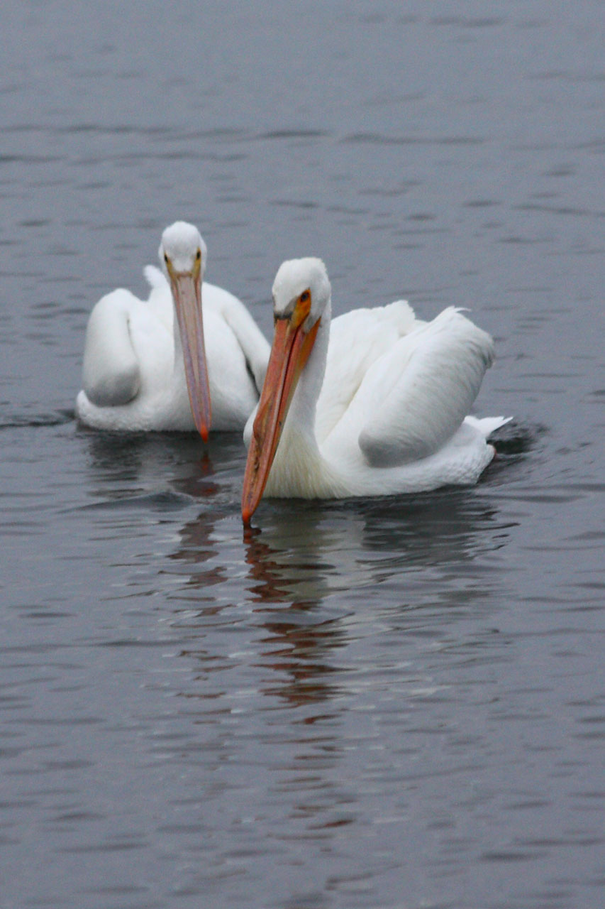 pelican bird nature free photo