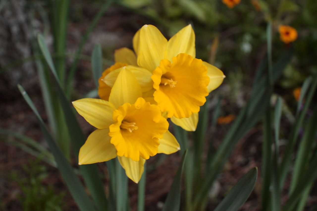daffodil amaryllidaceae narcissus free photo