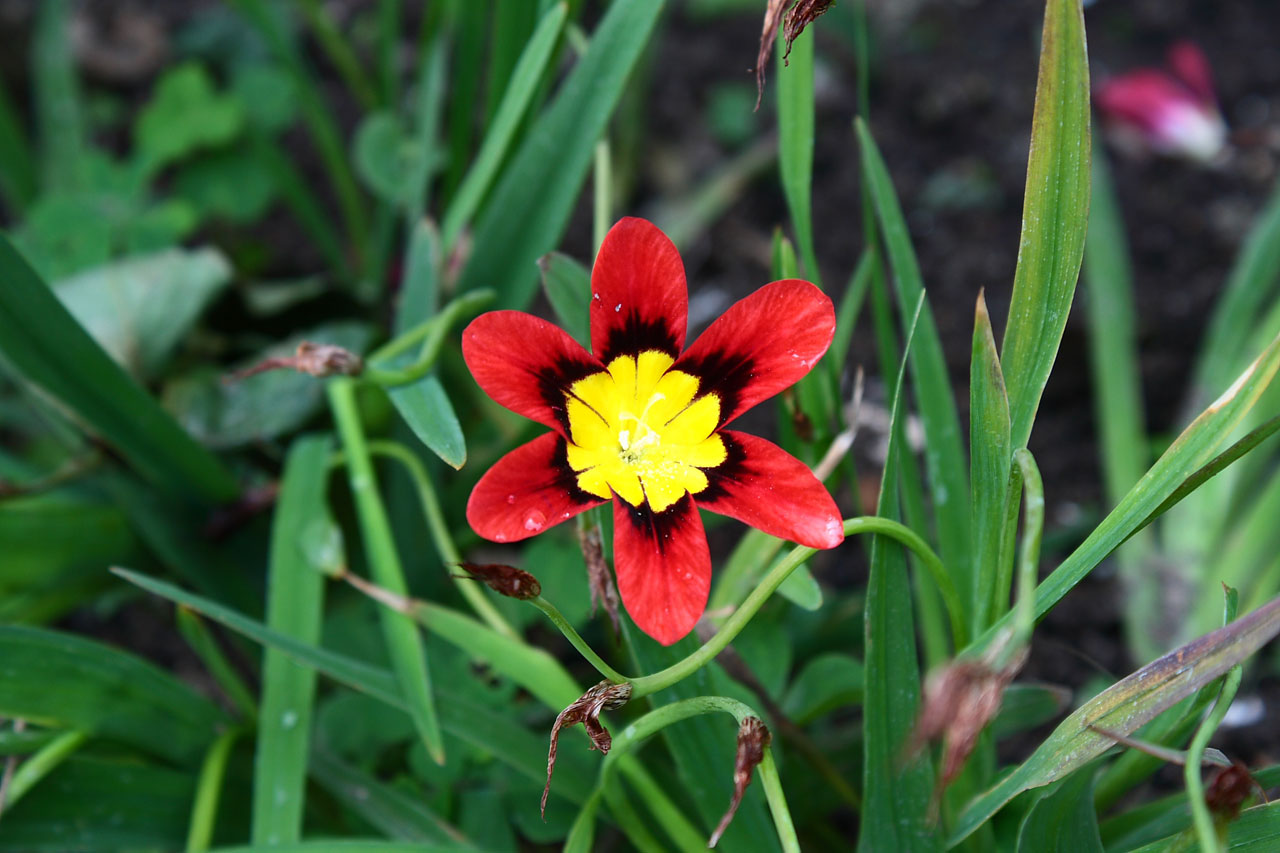 flower bloom plant free photo