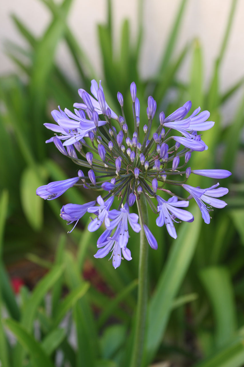 lily agapanthus flower free photo