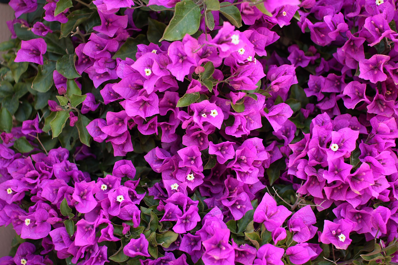 bougainvillea flower plant free photo