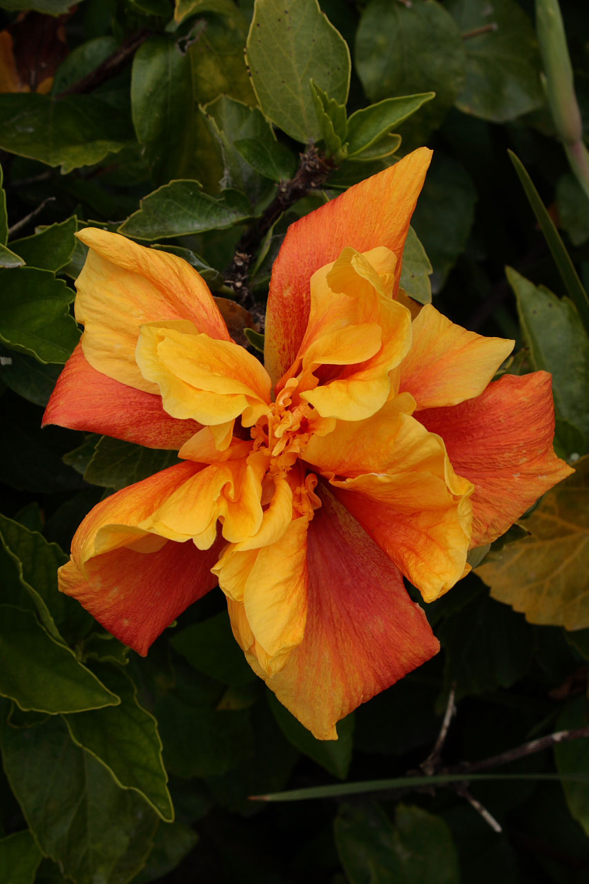 hibiscus bloom blossom free photo