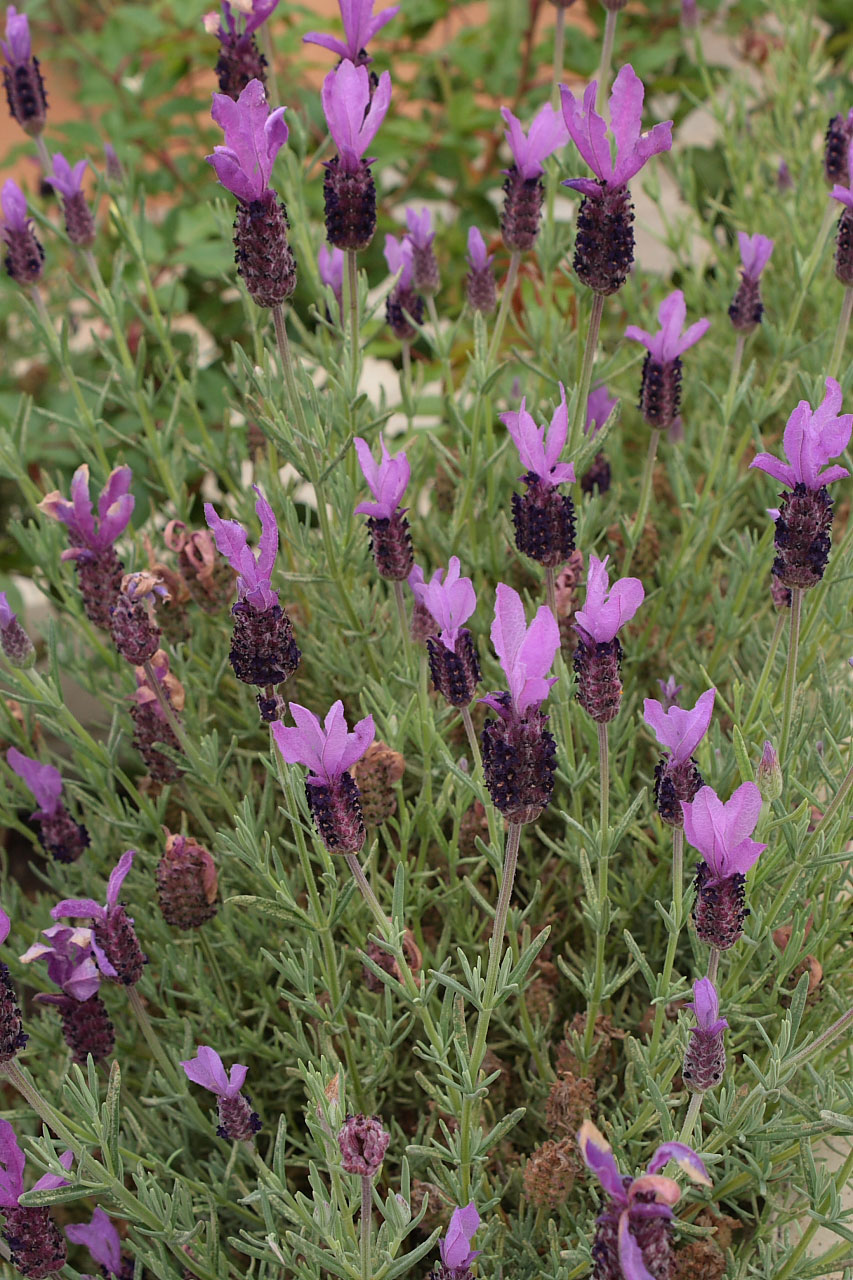 lavender plant flower free photo