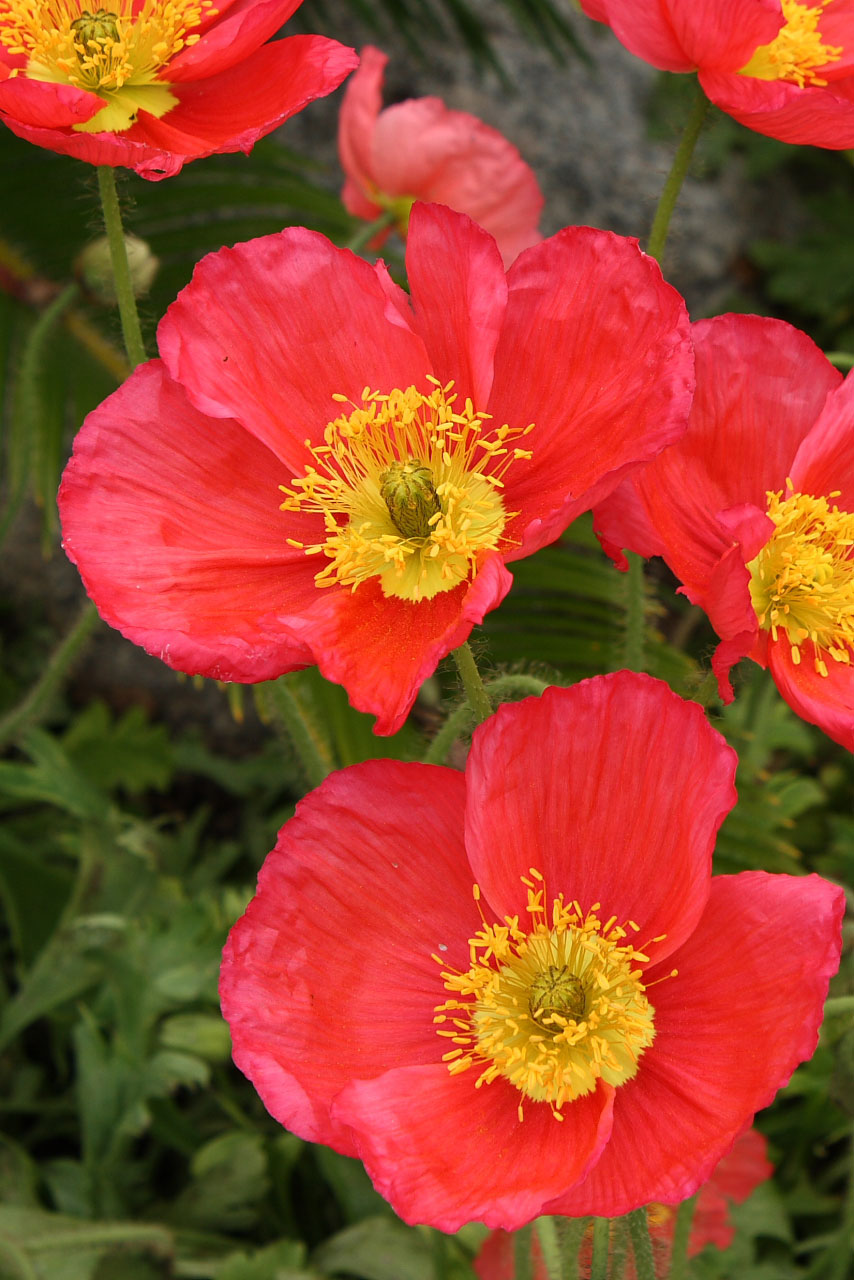 poppy bloom blossom free photo