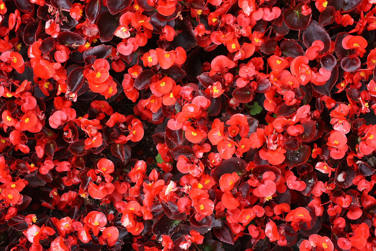 begonia flower plant free photo