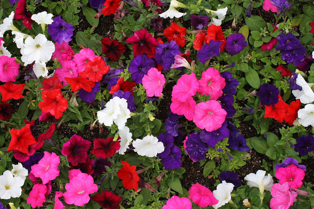 petunia flower plant free photo