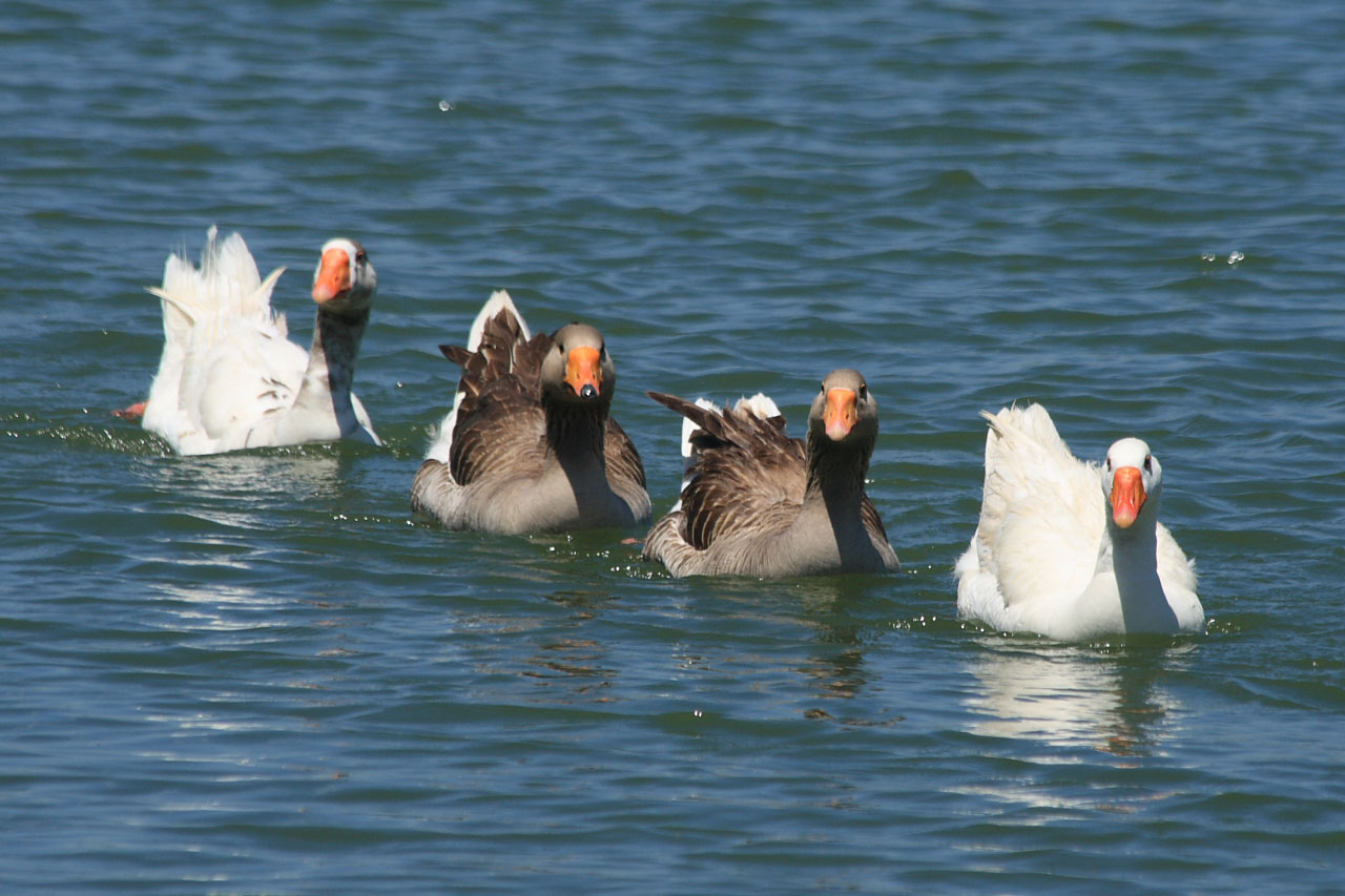 geese goose bird free photo